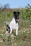 FOX TERRIER POIL LISSE 055